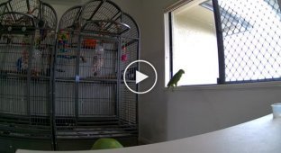 Недовольный попугай избавился от видеослежки