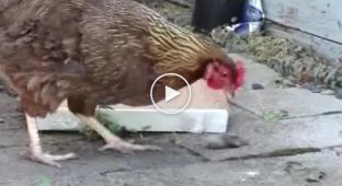Курица кушает мышку
