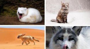 7 самых красивых видов лисиц в мире (21 фото)