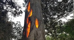 Мужчина нашёл треснувшее дерево, сгорающее изнутри (5 фото + 1 видео)