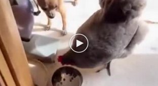 Грозного пса объедает курица