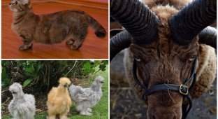 10 очень странных пород обычных животных (11 фото)