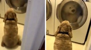 Моральная поддержка: пес просидел у барабана весь цикл, пока стирался его друг (5 фото + 1 видео)