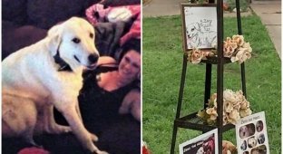 Геройский пес погиб, защищая хозяев во время стрельбы (6 фото)