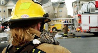 Отважные пожарные, рискнувшие жизнью ради спасения животных (21 фото)
