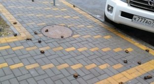В Ростове на тротуаре обнаружили десятки летучих мышей (3 фото + 2 видео)