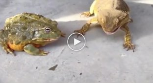 Сравним реакцию жабы и ящерицы