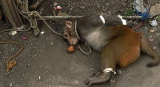 Зачем в Индии арестовывают обезьян? Какой в этом смысл? (3 фото)