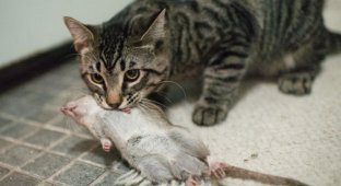 Почему кошки приносят добычу своим хозяевам (5 фото)