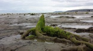 После шторма на берегу Уэльса показался доисторический лес (10 фото)