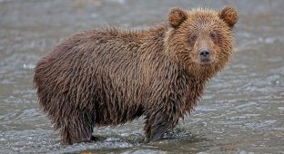 Медвежата Курильского озера (19 фото)