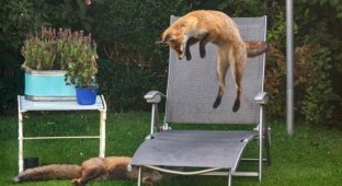 Игривые лисицы на заднем дворе (3 фото)