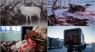 Забой оленей и теплая кровь из кружки: жизнь оленеводов на Крайнем Севере (28 фото)