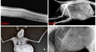Как выглядит беременность животных на рентген-снимках (12 фото)