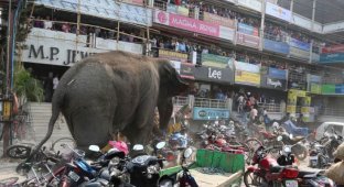 Дикий слон устроил погром в индийском городе Силигури (6 фото)