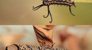 Гусеницы и бабочки, в которых они превращаются (18 фото)