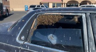 Пожарный спас автомобиль от роя пчёл на парковке супермаркета (3 фото + 1 видео)