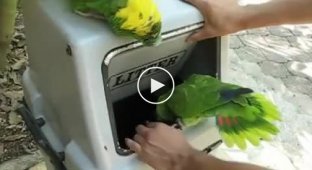 Забавные хихикающие попугаи