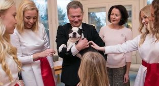 «Улыбчивая» собака президента Финляндии покоряет интернет (5 фото)