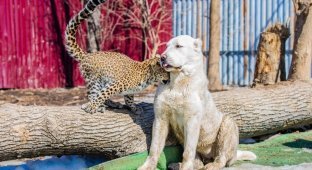 Леопардесса, выкормленная ретривером, привыкает в приморском зоопарке к новому другу (25 фото)
