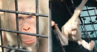Единственный в мире орангутан-альбинос получит во владение целый лес (7 фото + 1 видео)