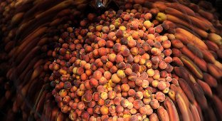 Изготовление персикового бренди (13 фото)