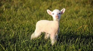 Очаровательная овечка Мейзи (35 фото)