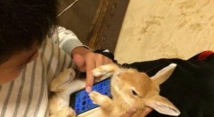 Японцы используют кроликов, как чехол для смартфона (8 фото)