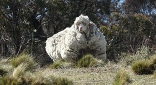 Что сделает природа с овцой-мериносом за 5 лет бродяжничества (11 фото)