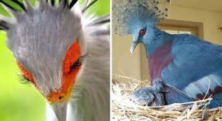 30 необычайно красивых птиц, о которых вы, возможно, не слышали (31 фото)