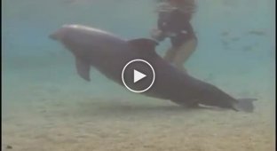 Рождение дельфиненка на Гаваях