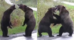 Когда медведи дерутся, волк не мешается! (7 фото + 1 видео)