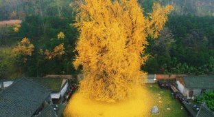 1400-летнее дерево гинкго (3 фото)