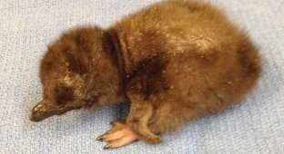 В американском зоопарке новорожденного пингвина назвали "Боуи" (5 фото + 1 видео)