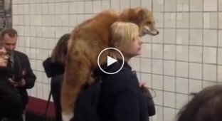 Девушка прокатилась в московском метро с живой лисой на плече