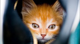 История спасения рыжего котенка (19 фото)