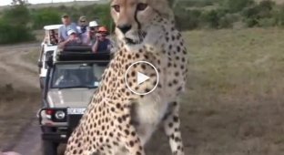 Гепард наводит панику на туристов