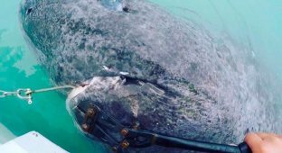 Ученые нашли живую акулу, которой 512 лет (8 фото + 1 видео)