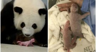 В Берлинском зоопарке впервые родились панды-двойняшки (8 фото + 1 видео)