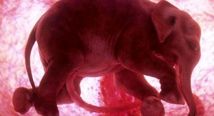 Эмбриональные фотографии животных (13 фото)