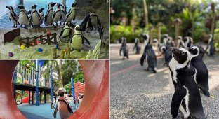 Пингвины из Сингапурского зоопарка сходили на экскурсию (8 фото + 1 видео)