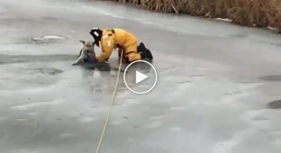 Пожарные спасли собаку, которая провалилась на тонком льду