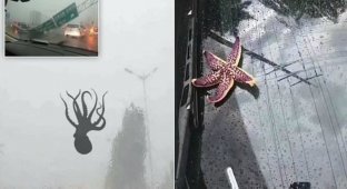 В Китае из-за тайфуна пошел дождь из осьминогов и других морских существ (9 фото)