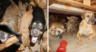 Женщина приютила 97 бездомных собак, чтобы спасти их от урагана (14 фото)