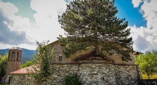Природа взяла верх: столетнее дерево проросло через старую церковь (7 фото)