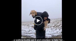 Туристы наткнулись на обессиленную собаку, которая две недели выживала в горах