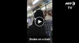 Храбрый пассажир голыми руками убил змею, оказавшуюся в вагоне пригородного поезда