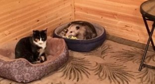 Бабушка из Канзаса приютила опоссума, считая его кошкой (6 фото)