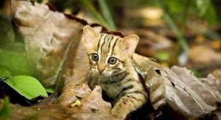 Потрясающую ржавую кошку размером с ладонь засняли в джунглях (5 фото + 1 видео)