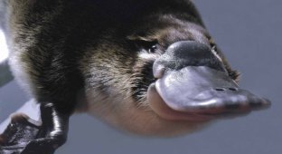 Утконос - самое необычное млекопитающее (20 фото)
